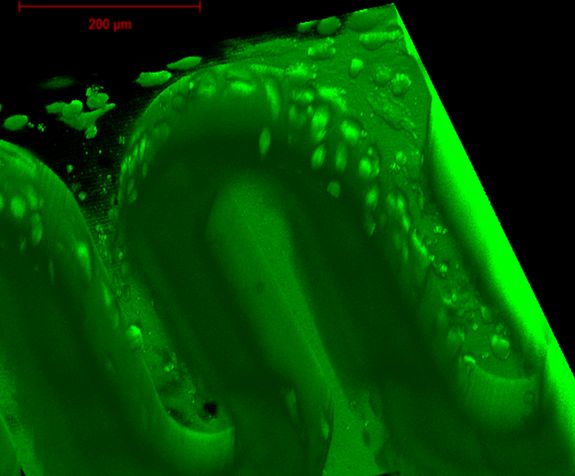 Winzige Strukturen aus bio-kompatiblem Material können im speziellen 3D-Drucker an der TU Wien hergestellt werden. Darauf siedeln sich dann Zellen an.