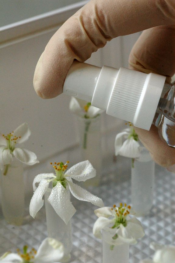 Mit Einzelblütentests können im Labor Wirkstoffe realitätsnah getestet werden.