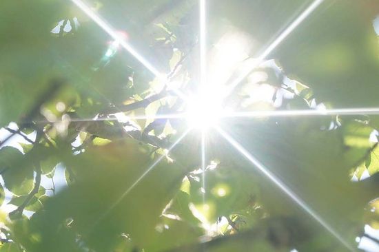 Ein dekoratives Bild einer Gegenlichtaufnahme mit Pflanzen zur Visualisierung der Veranstaltungsreihe vom Blickpunkt