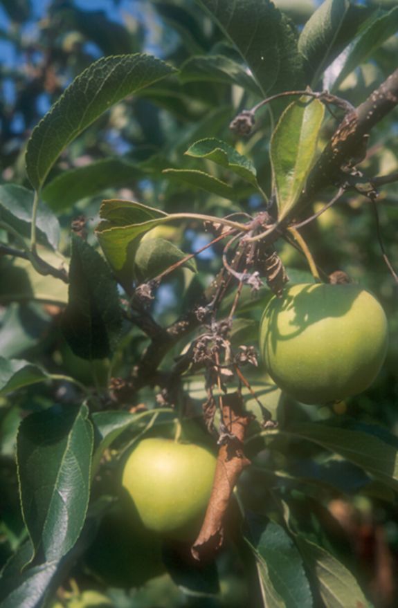 Abb. 3: Feuerbrandinfektion: verursacht durch Befall der Blüten