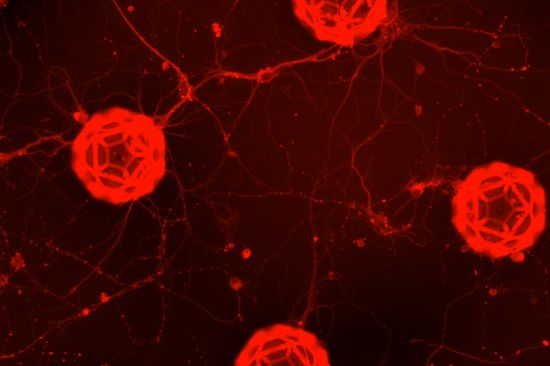 Connections are growing between the neurons inside different buckyballs.