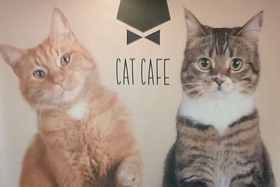 Katzencafe