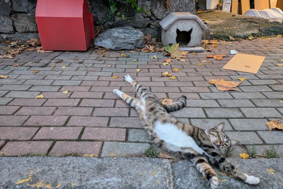Katze, Katzenhaus