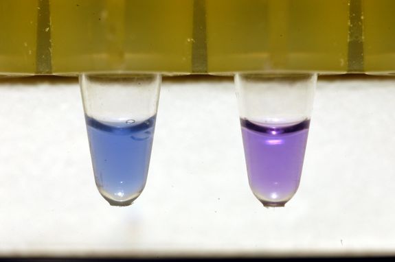 Im Blue LAMP-Schnelltest führen Positivproben zu einem Farbumschlag von violett nach blau.