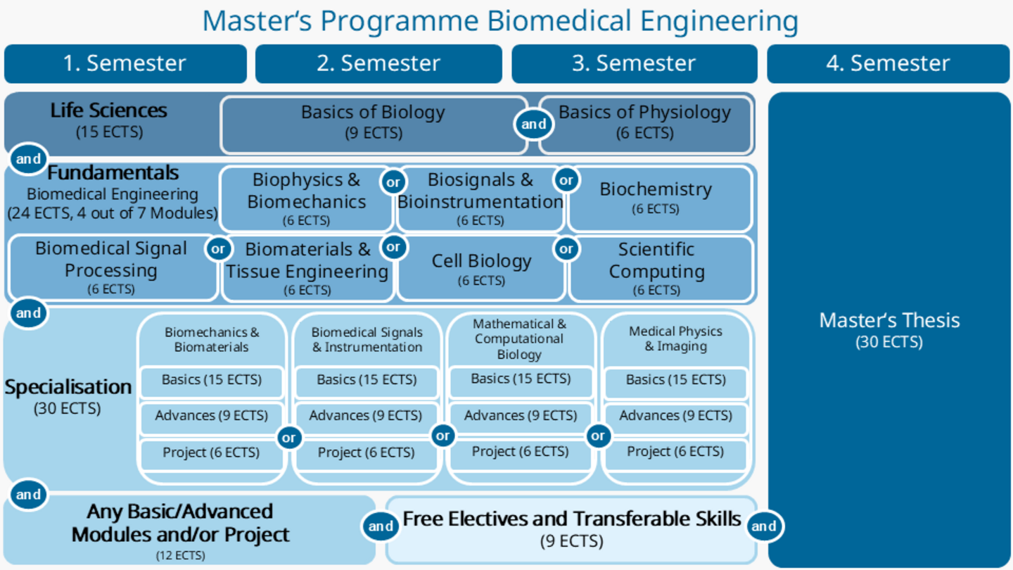 Graphic representation of the curriculum in Biomedical Engineering