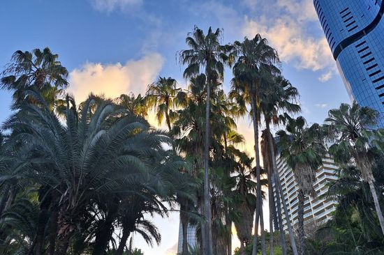 Palm trees, skyscrapers
