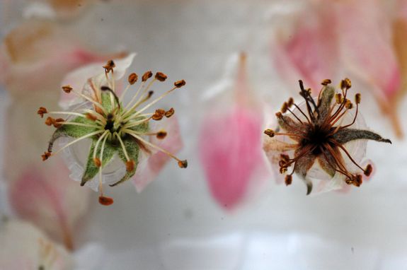 Gesunde (links) und durch den Feuerbrand geschädigte (rechts) Apfelblüten.