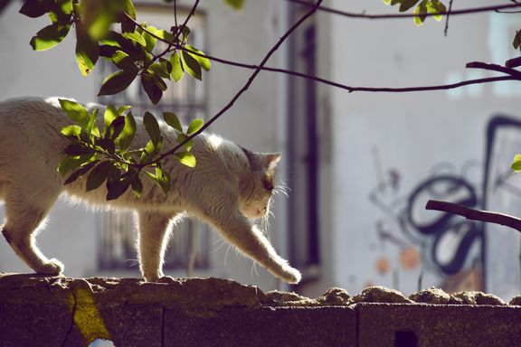 Katze