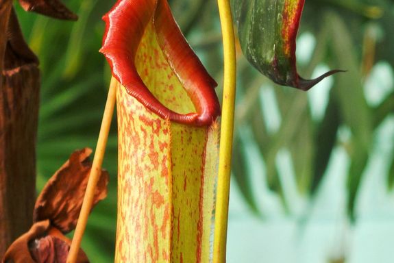 Blüte