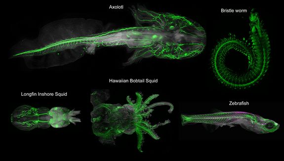 Verschiedene Tiere, die mit der DEEP-Clear-Methode geklärt und mit verschiedenen nervensystem-spezifischen Antikörpern markiert wurden.