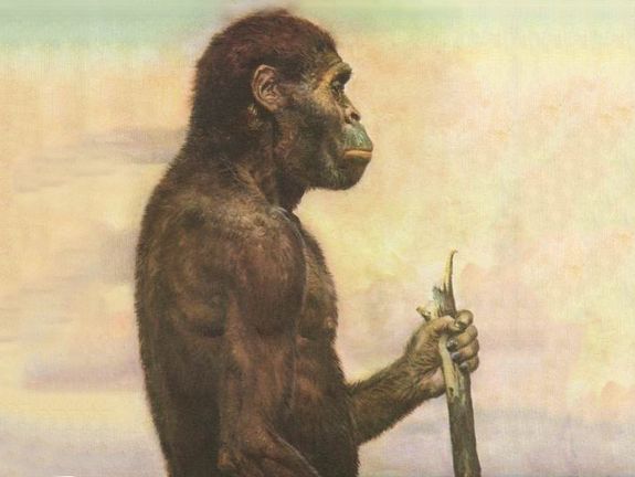 Australopithecus africanus verwendete seine Hände ähnlich wie wir [1]