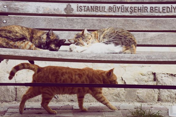 Katzen