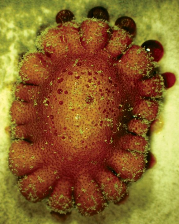 Trichoderma reesei (Fruchtkörper)