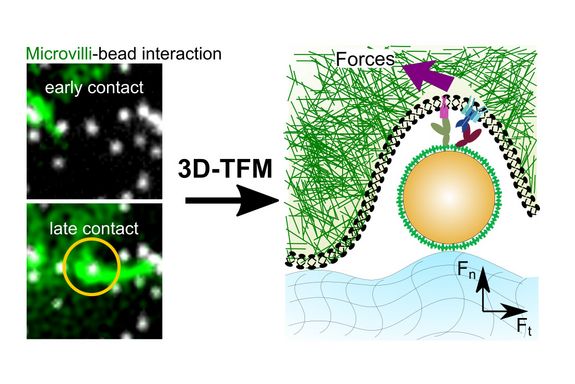 Novel microcopy methods allow scientists to study the mechanical interaction of T-cells and particles