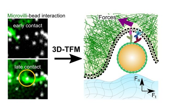 Novel microcopy methods allow scientists to study the mechanical interaction of T-cells and particles