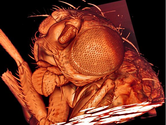 Mikroskopische Aufnahme eines Fruchtfliegen-Kopfes
