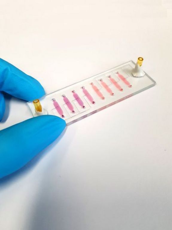 Bio-Chip Bio-Chip: Scheckkartengroße Plastikplatte mit organischem Gewebe in kleinen Vertiefungen