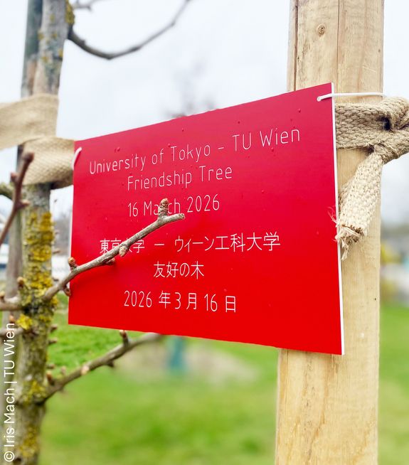 A ginko Tree has been planted to celebrate more than 40 years of partnership