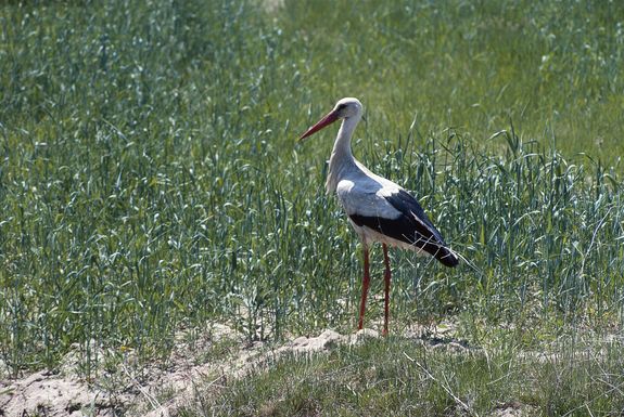 Der Storch wurde mittlerweile zu einem der Symboltiere des Artenschutzes. (Copyright: BeNatura)