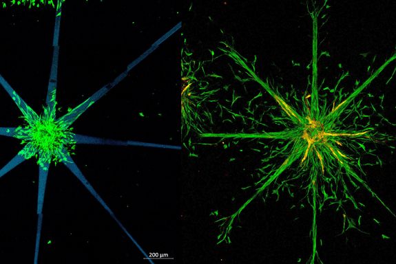 On the left, there is a star shaped structure with cells in the center. On the right, these cells have grown from the center of the structure into the spikes of the star.