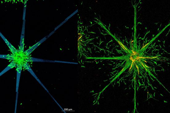 On the left, there is a star shaped structure with cells in the center. On the right, these cells have grown from the center of the structure into the spikes of the star.
