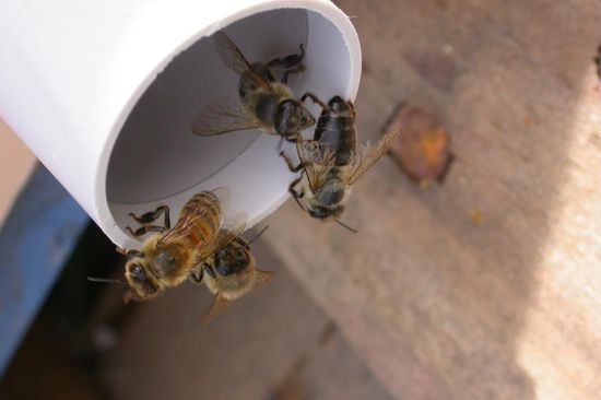 [Translate to English:] Die Bienen hinterlassen Feuerbrand-Bakterien im Rohr.