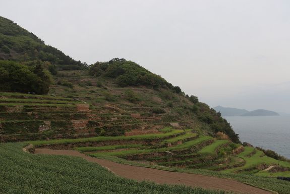 Terassenfelder