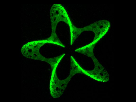 3D-Muster, erzeugt durch Photografting (180 µm Breite). Grün fluoriszierende Moleküle werden in einem Hydrogel fixiert.