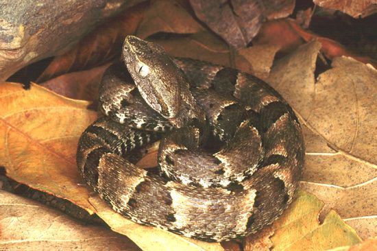 Grubenotter (Bothrops)