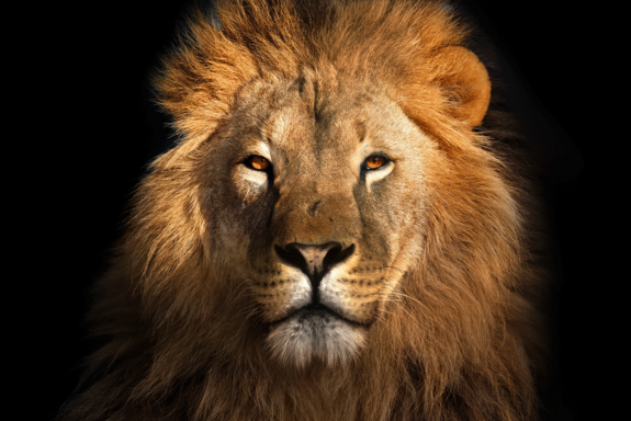 Löwenkopf in Nahaufnahme, schwarzer Hintergrund.