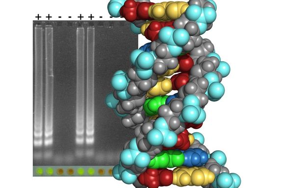Farbiges 3D-Modell eines DNA-Stranges vor einer grauen Fläche über der mehrere Pluszeichen zu sehen sind.