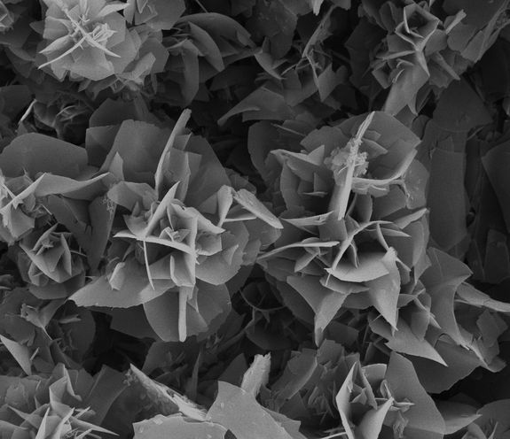 „Mikro-Blumen“ aus PPPI, dem mechanisch stabilsten organischen Polymer der Welt. Die hochkristallinen Blumen haben einen Durchmesser von etwa fünf Mikrometern.
