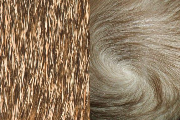 Vergleich von Haaren