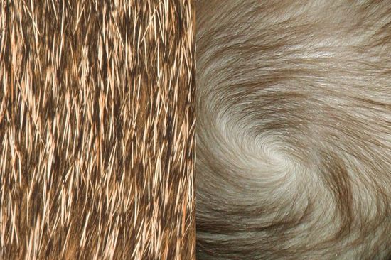 Vergleich von Haaren