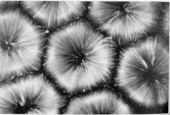 Sechseckige Strömungszellen in erhitztem Öl by M.G. Velarde, zur Verwendung unter Angabe der Quelle