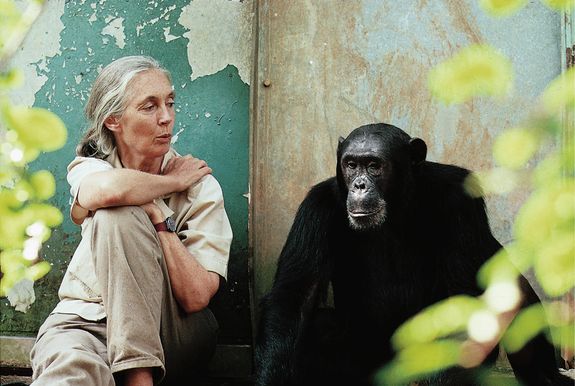 Jane Goodall im Gespräch mit einem Schimpansen (Copyright Michael Neugebauer)