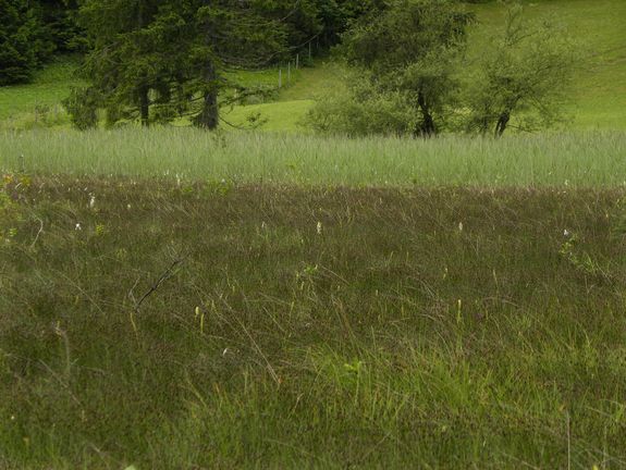 Flachmoor (Copyright: BeNatura)