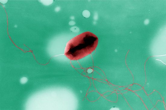  E. coli - with flagella tails