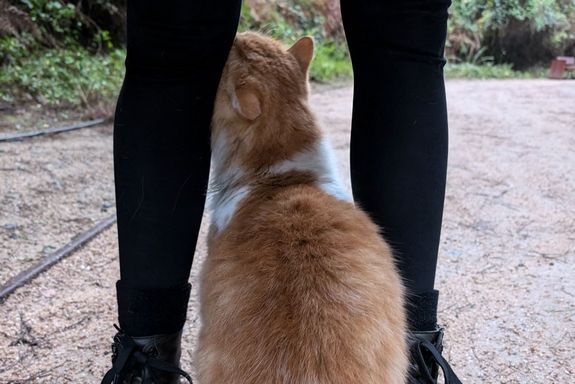 Katze