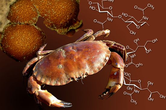 Genetically modified fungi can produce pharmaceuticals from chitin - the substance, crab shells are made of. (TU Vienna, Creative Commons, Hans Hillewaert)