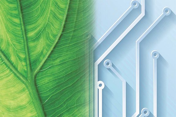 Symbolbild - grünes Blatt geht in eine elektronische Leiterplatte über