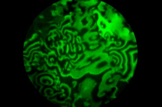 [Translate to English:] Spiralförmige Wellen bilden sich auf der Rhodium-Folie. Sie liefern wichtige Information über die chemischen Eigenschaften der Oberfläche.