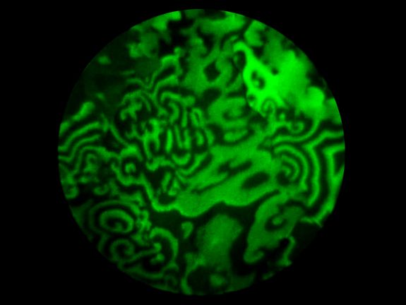 [Translate to English:] Spiralförmige Wellen bilden sich auf der Rhodium-Folie. Sie liefern wichtige Information über die chemischen Eigenschaften der Oberfläche.