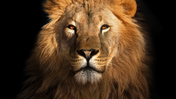 Löwenkopf mit schwarzem Hintergrund.