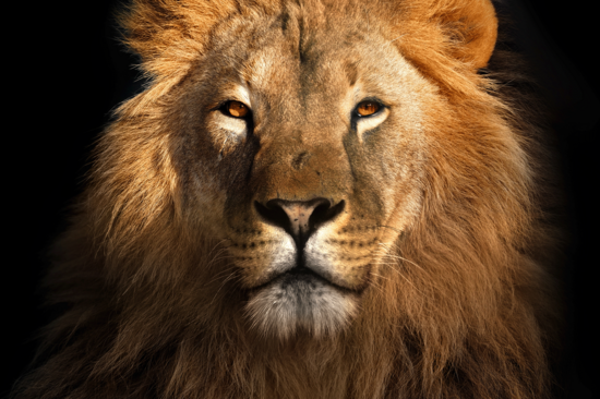 Löwenkopf mit schwarzem Hintergrund.
