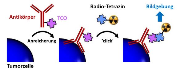 Zweistufiges Verfahren zur Bildgebung unter Anwendung von bioorthogonaler ‚Click‘ Chemie