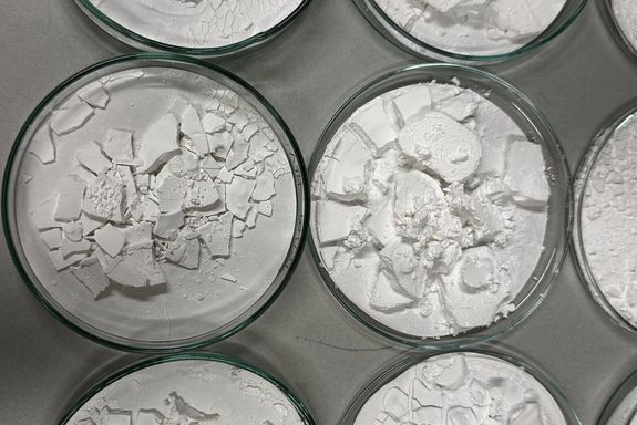 White powder in petri dishes