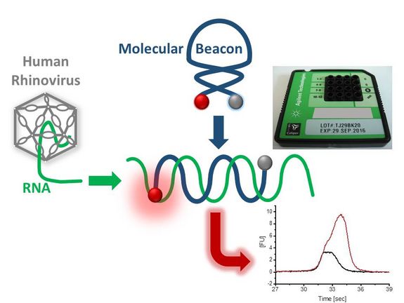 Das Messprinzip: Die RNA aus dem Virus wird mit molecular beacons markiert Das Messprinzip: Die RNA aus dem Virus wird mit molecular beacons markiert