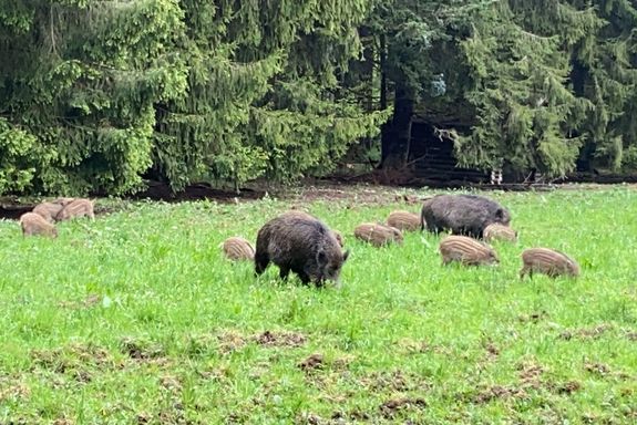 [Translate to English:] Wildschweinfamilie auf einer Lichtung