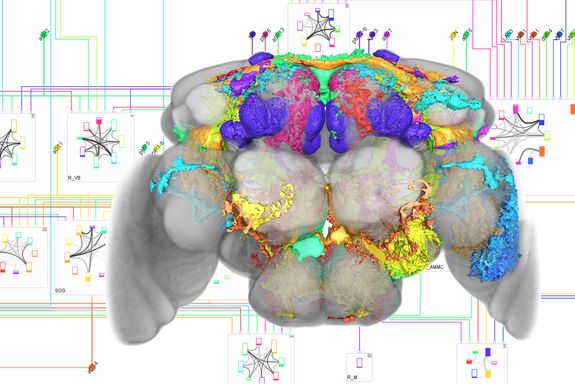 Vordergrund: volumetrische Darstellung von überlappenden Neuronen im Gehirn der Fruchtfliege. Hintergrund: ein von neuroMap generiertes Schaltkreisdiagramm potentieller neuronaler Verbindungen.